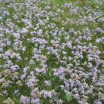 norderney_009