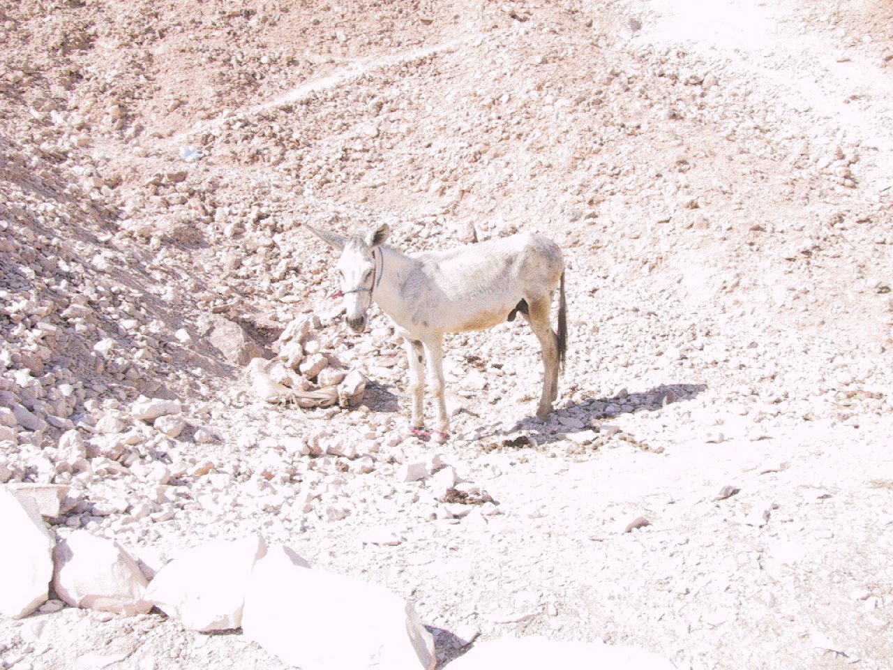 luxor_010