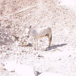 luxor_010