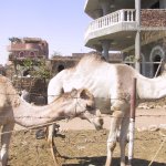 luxor_014