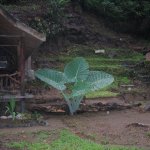 BukitLawang_002
