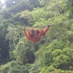 BukitLawang_005