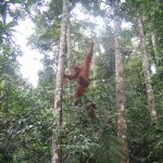 BukitLawang_006