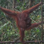 BukitLawang_008