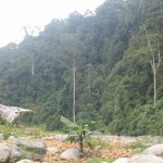 BukitLawang_010