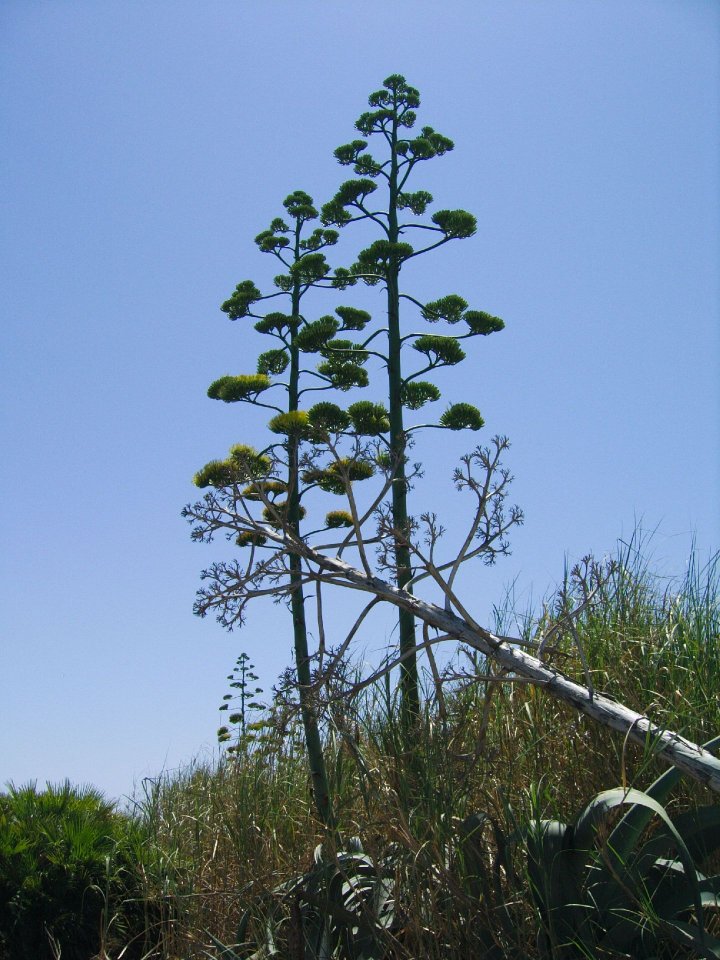 Portopalo_012