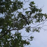Langkawi_007