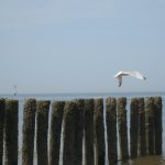 063_Renesse_2010