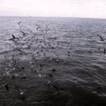 046_texel_2003