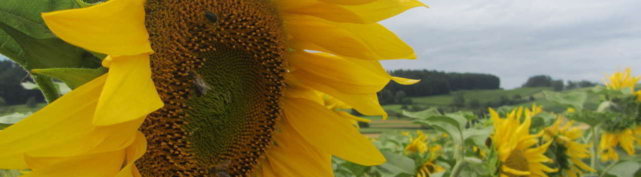 Sonnenblumen am Bodensee Sonnenblumen am Bodensee