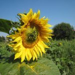 110_bayern_franken_2009