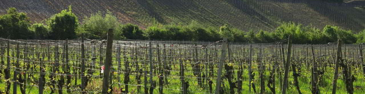 Weinberge an der Mosel Weinberge an der Mosel