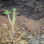 el_hierro_004