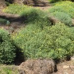 el_hierro_014