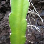 el_hierro_025
