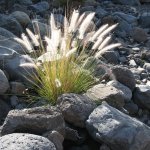 gomera_016