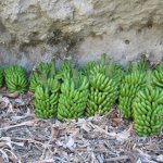 gomera_019