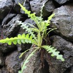 gomera_021