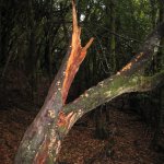 gomera_023