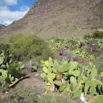 gomera_027