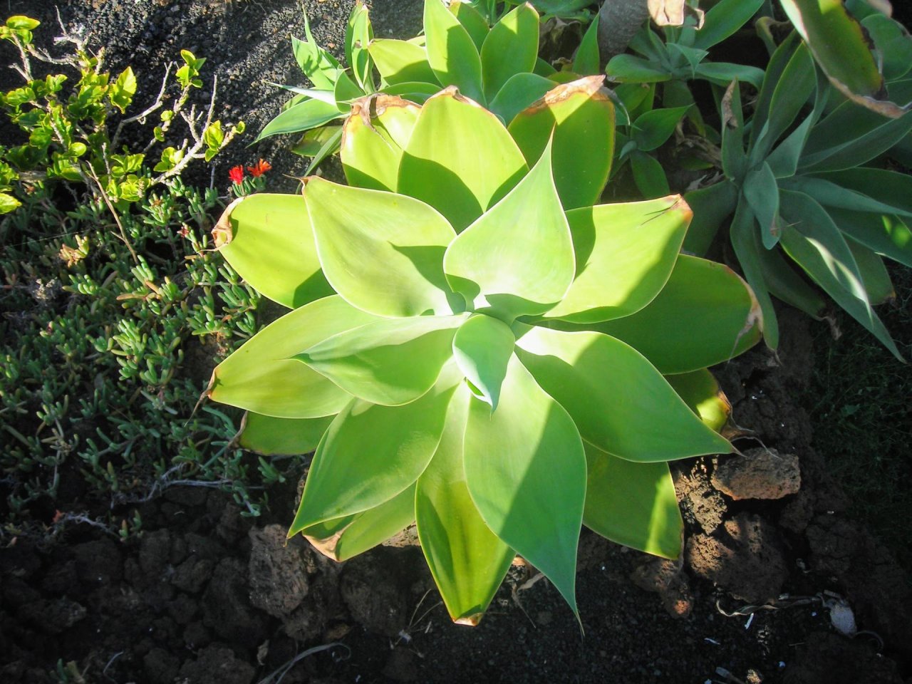 31_lanzarote