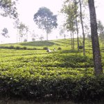 AdamsPeak_005