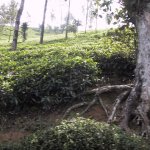 AdamsPeak_006