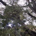 Kandy_006