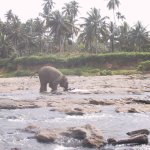 Pinawela_005