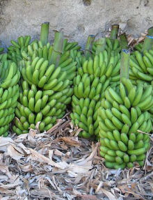 Alles Banane...